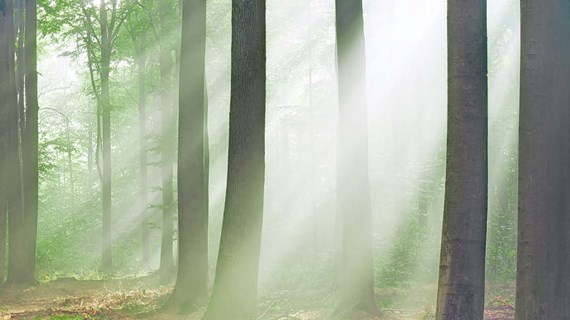 Forest 1600x600 (1).jpg (100.7 KB)